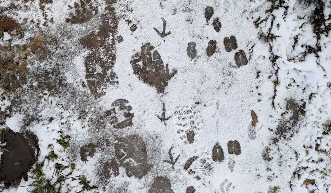 Tracks in the snow